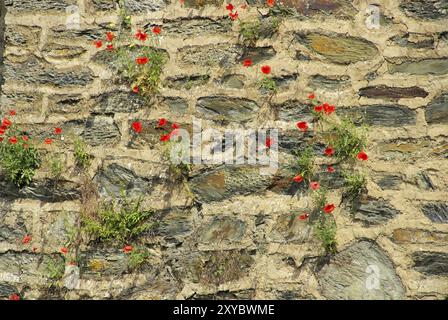 Klatschmohn vor Mauer, Maismohn vor der Wand Stockfoto