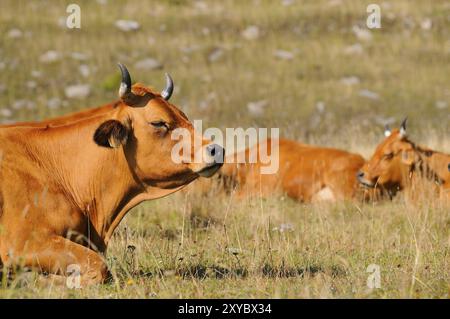 Limousin-Kuh mit Goldroter Fellfarbe auf einer Weide, Reinrassige Limousin-Rasse Stockfoto