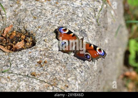 Europäischer gemeiner Pfauenfalter (Aglais io, Inachis io). Pfauenfalter auf einem Stein Stockfoto