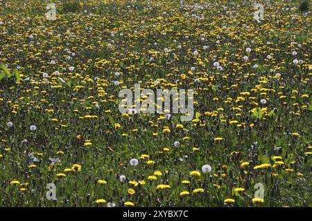 Löwenzahn-Wiese Stockfoto