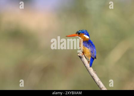 Malachiteigel in Malawi, Afrika Stockfoto