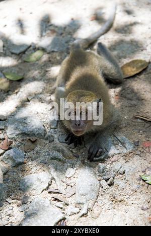 Tierwelt in Singapur (nicht in einem Zoo) Stockfoto