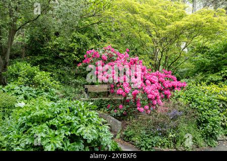 Die leuchtende Farbe der Blüten eines Hortensie-Strauchs hebt sich vom dichten Grün eines Strauchs in der historischen preisgekrönten Stadt ab Stockfoto