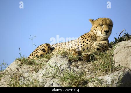 Ein Gepard liegt auf einem Hügel und beobachtet die Umgebung Stockfoto