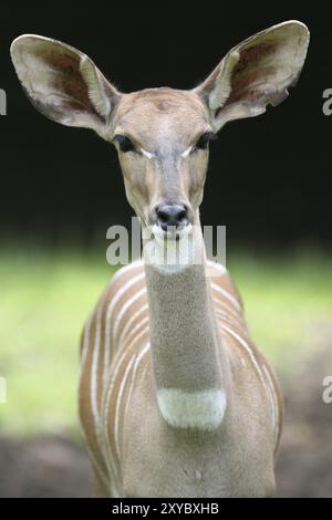 Weibchen Stockfoto