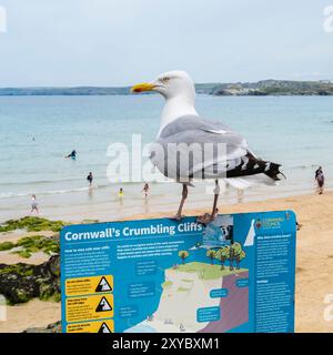 Ein erwachsener europäischer Heringsumber Larus argentatus stand auf einem Schild am Towan Beach in Newquay in Cornwall, Großbritannien. Stockfoto