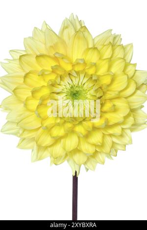 Dahlia in Blüte mit großer Schärfentiefe Stockfoto