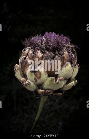 Eine alte sterbende Cardoon Cynara cardunkulus Pflanze in einem Garten in Cornwall in Großbritannien. Stockfoto