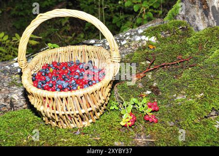 Heidelbeeren und Preiselbeeren in einem Holzkorb im Wald. Heidelbeeren und Preiselbeeren in einem Chipkorb Stockfoto