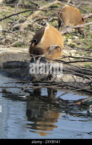 Gebürstetes Schwein an einem Wasserloch Stockfoto