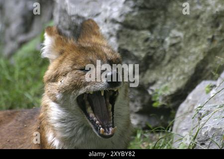 Gähnen roten Hund Stockfoto