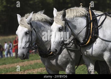Percheron Team Stockfoto