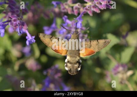 Kolibri-Falkenmotte im Flug auf einer Blume Stockfoto