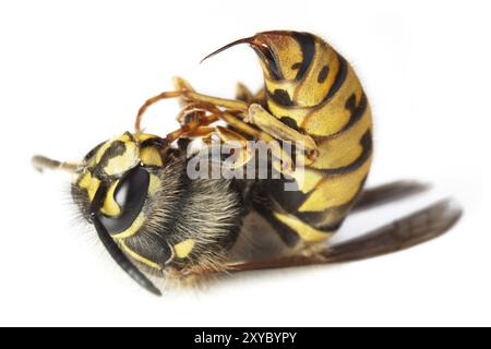 Tote stechende Biene oder Wespe Flügel Tier Insekten Makro Stockfoto