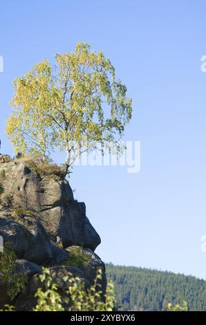 Birkenbaum wächst auf einer Klippe, die Rücken einer Ziege genannt wird, im Harz, Deutschland, Europa Stockfoto