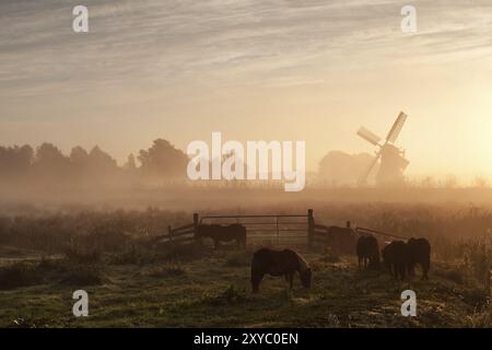 Pony auf Weide und Windmühle im dichten Sonnenaufgangsnebel, Holland Stockfoto