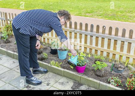 Ältere holländische Frau, die im Garten mit Gießkanne gießt Stockfoto