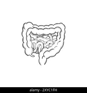 Jahrgang isolierter Querschnitt des menschlichen dünn- und Dickdarms oder des Kolons für die medizinische interne Organbildung. Vektorabbildung Stock Vektor