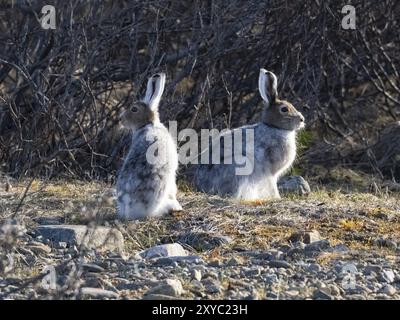 Berghase (Lepus timidus), zwei Tiere, die im Flussbett alarmiert sind und sich vom Winter in ihr Sommerfell einziehen, Mai, Finnisch-Lappland Stockfoto