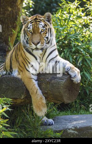 Sibirischer Tiger (Anthera tigris altaica) Stockfoto