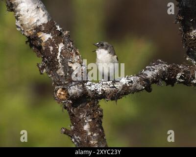 Europäischer Rattenfänger (Ficedula hypoleuca) männlich auf Zweig stehend singend, Mai, Finnisch Lappland Stockfoto