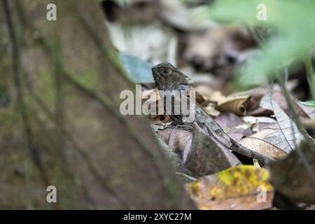 Glatter Helm-Leguan (Corytophanes cristatus) im Laub, Carara-Nationalpark, Tarcoles, Provinz Puntarenas, Costa Rica, Zentrum Von Ameri Stockfoto