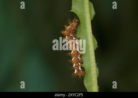 Raupe von Dock Bark Ewl, Acronicta rumicis, raupe von Knotengras Stockfoto