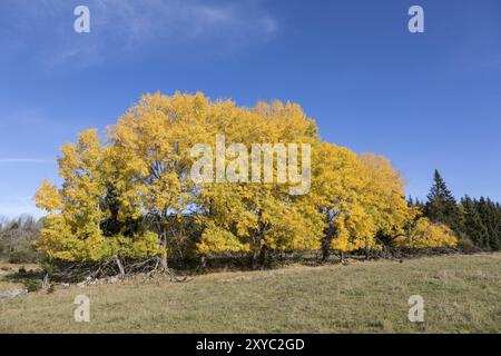 Espen im Herbst Stockfoto