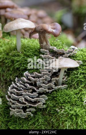 Verschiedene Fliegenpilzen in verschiedenen Größen wachsen im dichten grünen Moos auf einem alten Baumstamm Stockfoto