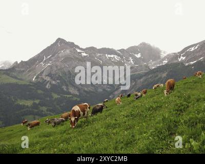 Weidekühe im Berner Oberland, Schweiz, Europa Stockfoto