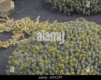 Nahaufnahme verschiedener Kakteen und Sukkulenten mit kleinen gelben Blüten auf dunklem Boden, lanzarote, Kanarischen Inseln, Spanien, Europa Stockfoto