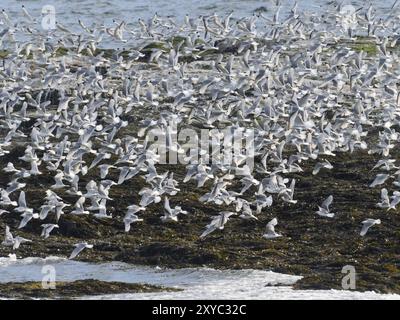 Schwarzbeinige Kätzchen (Rissa tridactyla), Herde, die von den Küstenfelsen des Arktischen Ozeans abfliegt, neben der Brutkolonie, May, Varanger Fjord, Norwegen, E Stockfoto