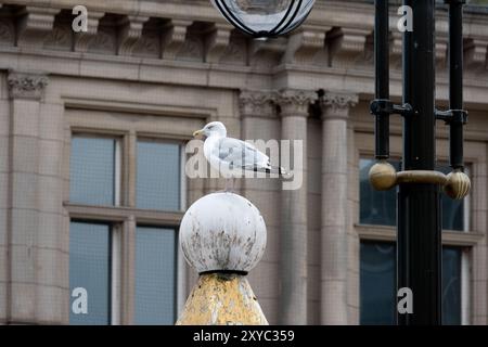 Eine Heringglöwe am Victoria Square, im Stadtzentrum von Birmingham, West Midlands, England, Großbritannien Stockfoto