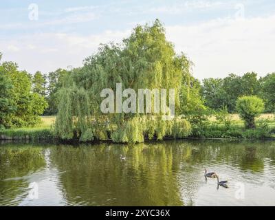 Eine prächtige Weide überhängt einen ruhigen See, Enten schwimmen friedlich im Wasser, Proebstingsee, Borken, Münsterland, Deutschland, Europa Stockfoto