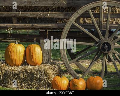 Große orangefarbene Kürbisse vor einem rustikalen hölzernen Heuwagen, dekoriert für Herbst, borken, münsterland, Deutschland, Europa Stockfoto