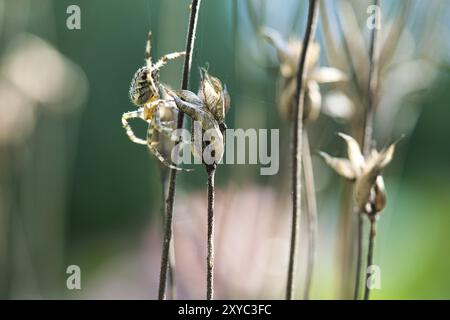 Kreuzspinne krabbelt auf einem Spinnenfaden zu einer Pflanze. Unscharfer Hintergrund. Ein nützlicher Jäger unter Insekten. Arachnid. Tierfoto aus der Wildnis Stockfoto