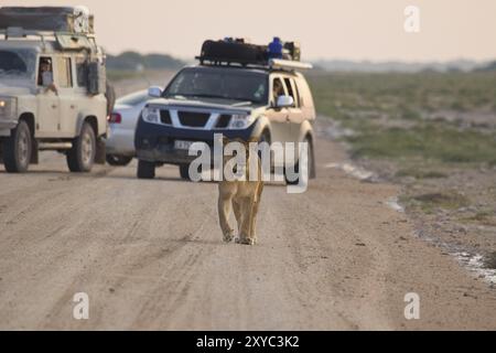 Löwin auf der Straße im Etosha Nationalpark Stockfoto