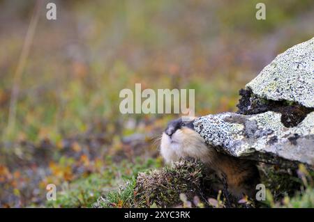 Berglemming in Schweden. Lemming Mountain in Schweden Stockfoto