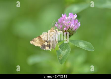 Marmorklee auf einer Blume, Sonneneule auf rotem Klee Stockfoto