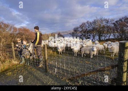 Pastor y sus hijos junto a un rebano de ovejas, Skinidin, Loch Erghallan, isla de Skye, Highlands, Escocia, Reino Unido Stockfoto