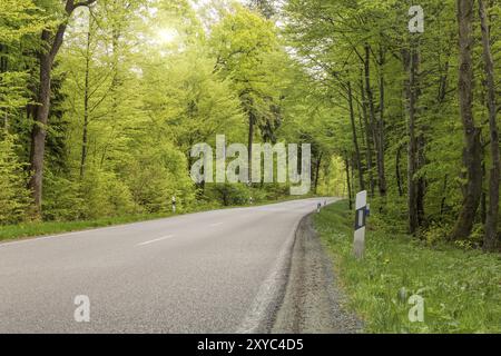 Land straße durch Feder Wald in Bayern Stockfoto