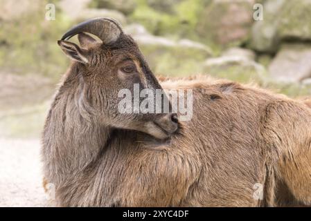 Porträt Himalaya Tahr Stockfoto