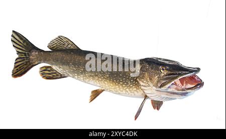 Fluss Hecht mit offene Kehle Stockfoto