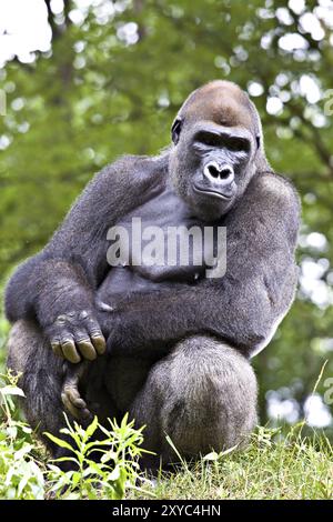 Nahaufnahme eines großen männlichen Gorillas Stockfoto