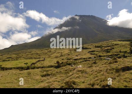 Der Vulkan Pico mit Feldern und Kühen davor, Pico Island, Azoren, Portugal, Europa Stockfoto