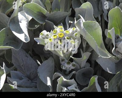 Seekohl Blumen (Senecio candicans), Port Pattison, Carcass Settlement, Carcass Island, West Falkland Stockfoto