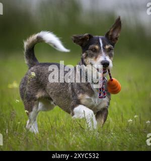 Ein kleiner Dackelhund, Terrier-Mix, tobt auf einer Wiese mit einem Spielzeug im Mund herum Stockfoto