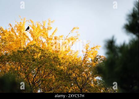 Eine ruhige Herbstszene mit einem Baum mit leuchtend gelbem Laub. Ein kleiner Vogel steht auf den Ästen, sonnt sich im sanften Morgenlicht und Stockfoto