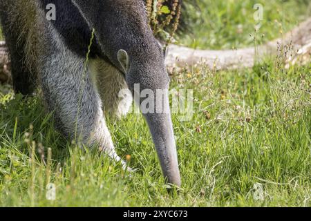 Riesenanteater (Myrmecophaga triductyla) auf der Suche nach Nahrung Stockfoto