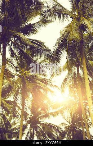 Von unten strahlende Sonne über grünen exotischen Palmen am ruhigen Abend im Resort Stockfoto